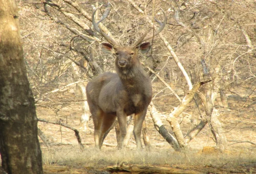 Rathambore