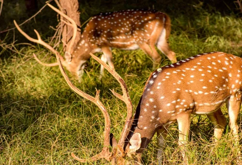 Best Rathambore tour