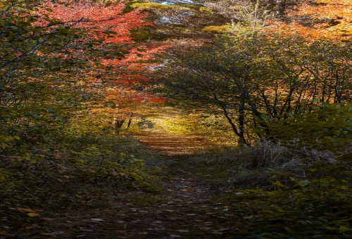 Best Algonquin-Provincial-Park Tour