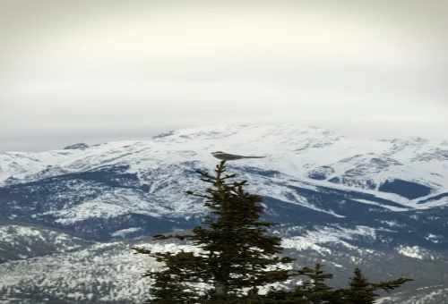 Blue Mountain