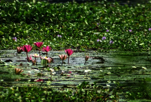 Kumarakom