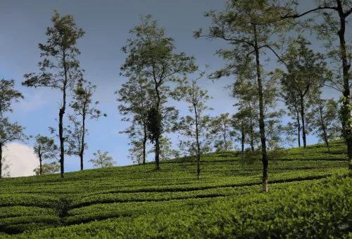Thekkady