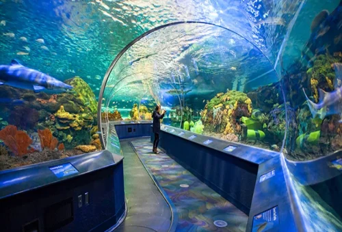 Best Ripley’s Aquarium Tour