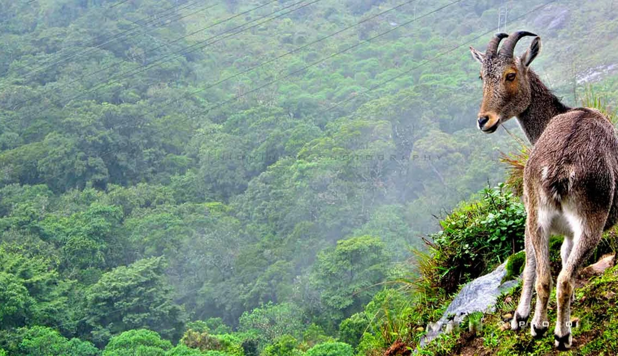 Eravikulam National Park Munnar