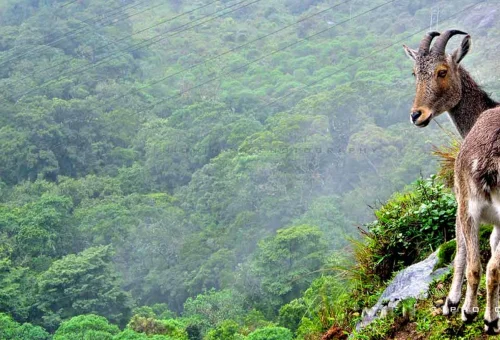 Eravikulam National Park Munnar