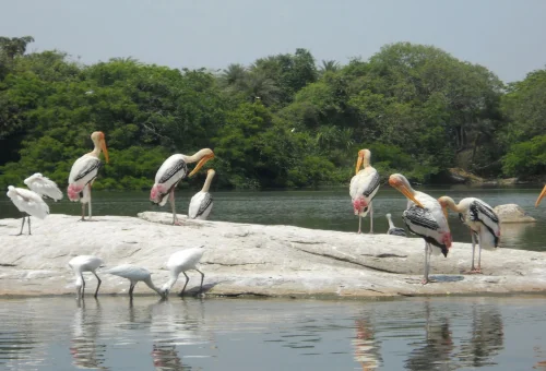 Kumarakom Bird Sanctuary Kottayam