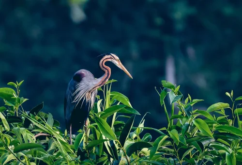 Kumarakom Bird Sanctuary Kottayam