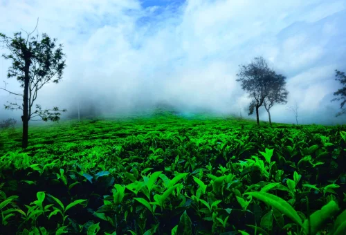 Ooty