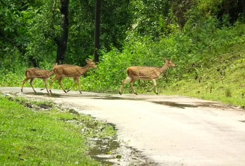 Best Nagarhole National Park Tour
