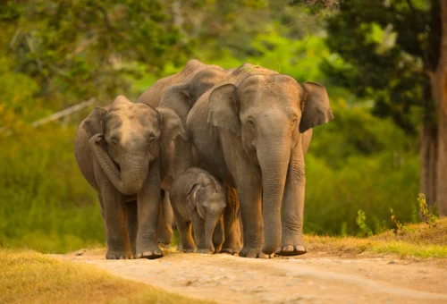 Best Nagarhole National Park Tour