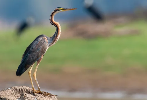 Nagarhole National Park