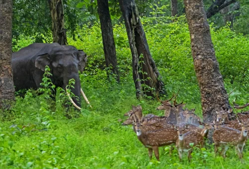 Nagarhole National Park