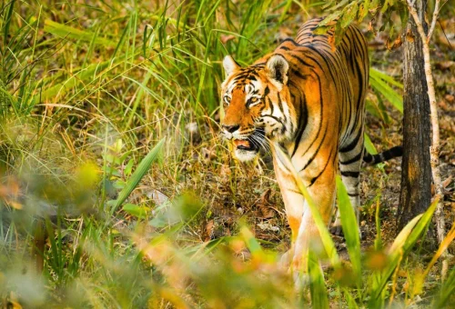 Best Bandipur Tour
