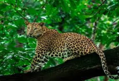 Best Bandipur Tour
