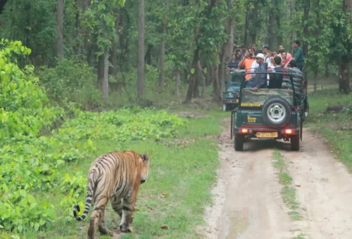 Best Bandipur Tour