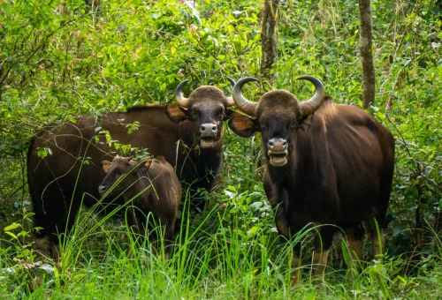 Bandipur