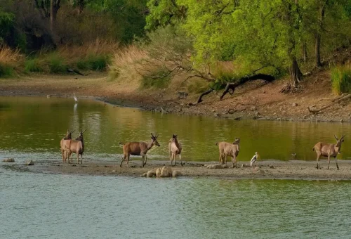 Best Bandipur Tour