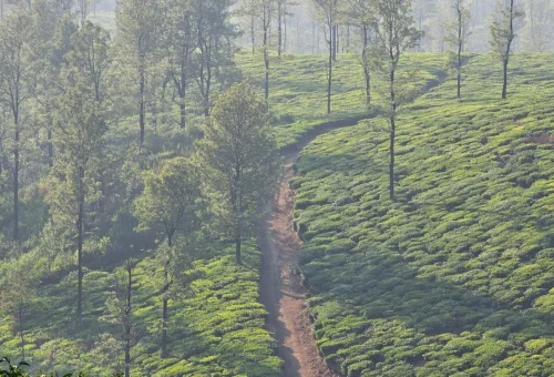 TeaEstateWalkTastingOoty