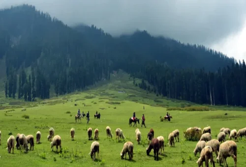 Best Srinagar Tour
