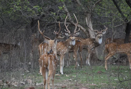 Best Shivpuri Tour