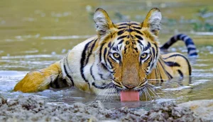 Tadoba Tiger Reserve