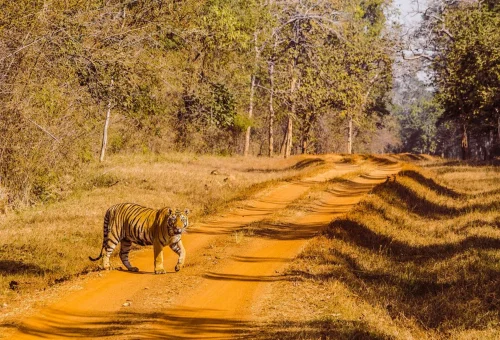 Tadoba Tiger Reserve