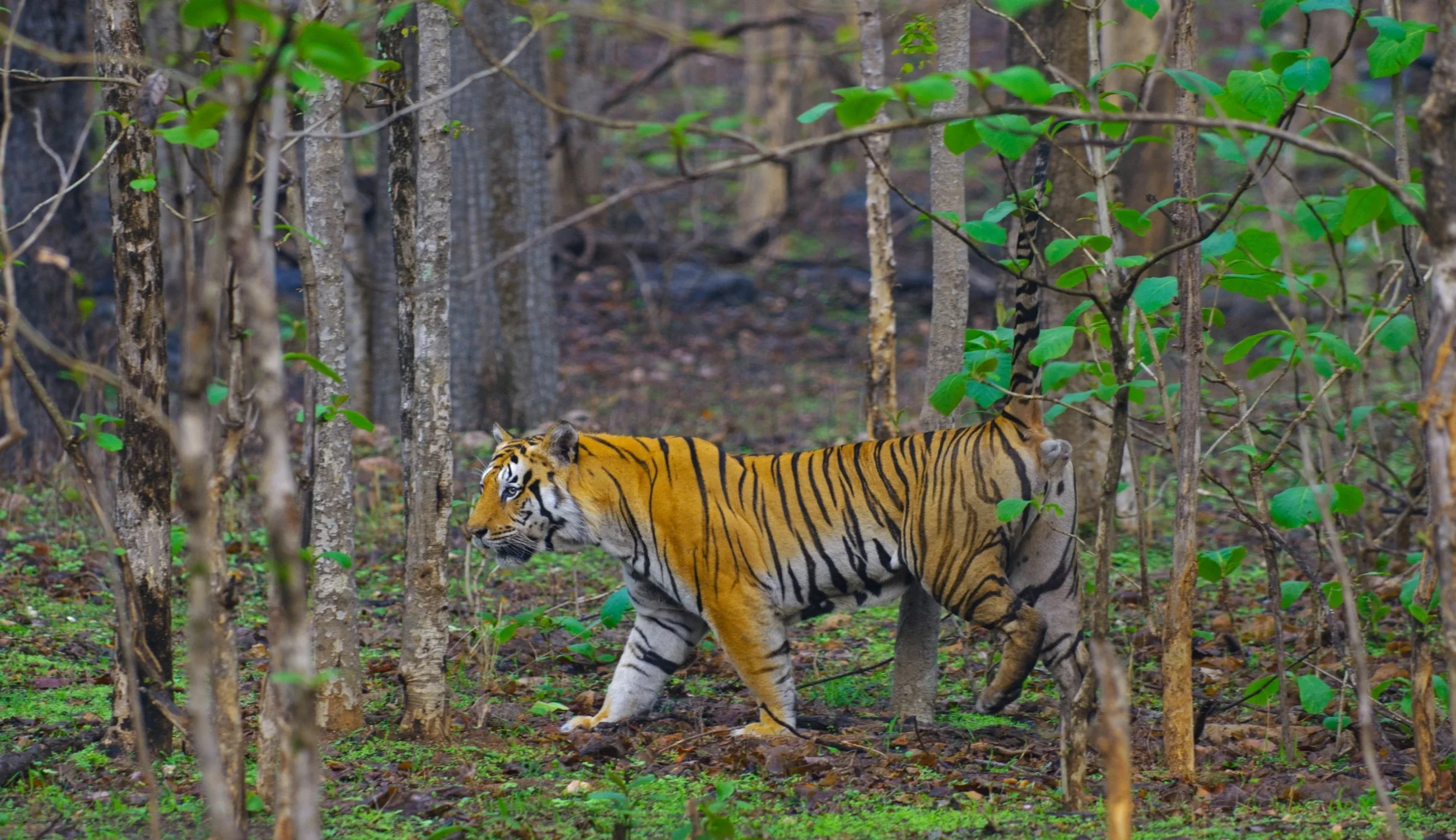 Pench National Park