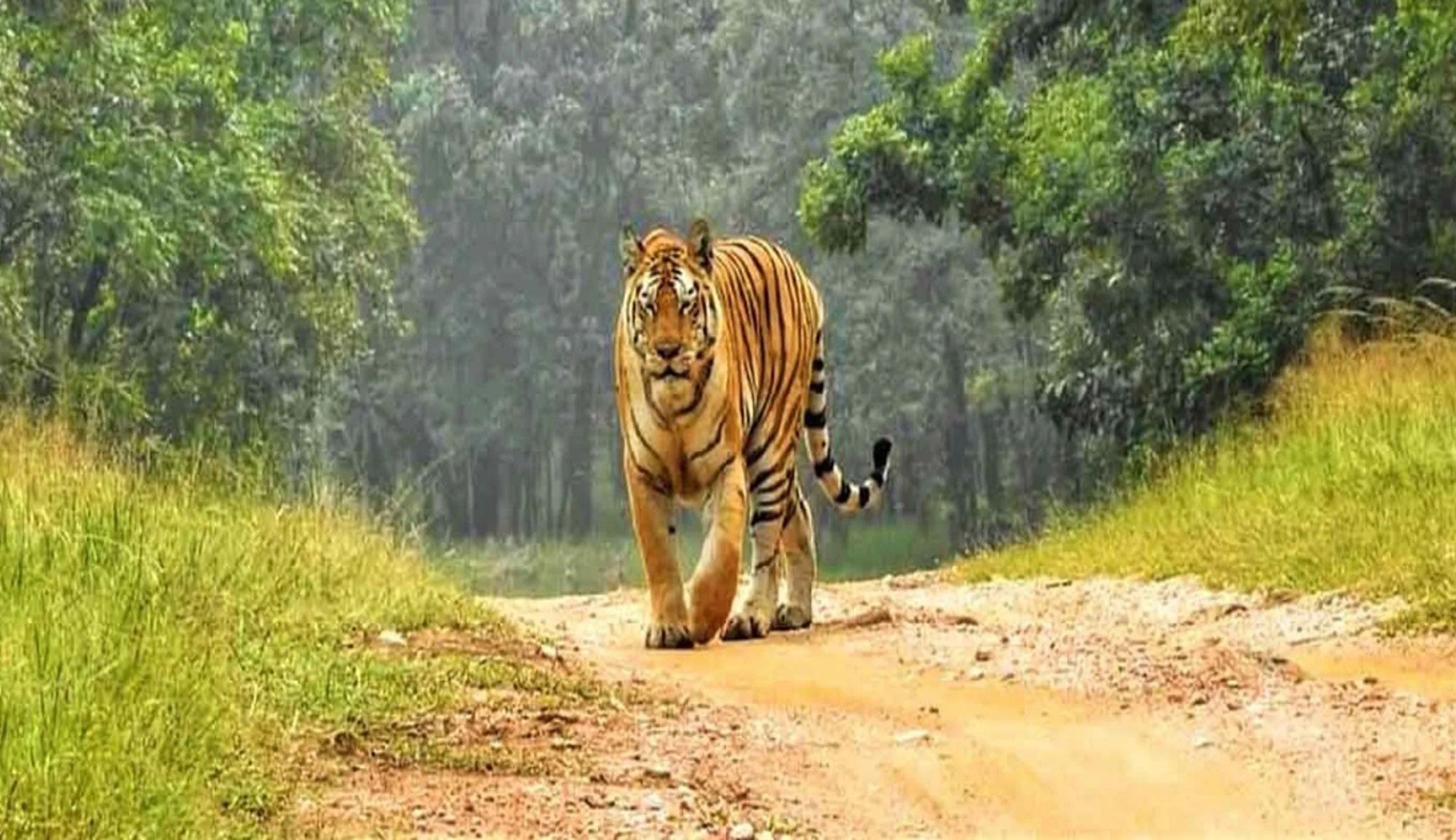 Pench National Park
