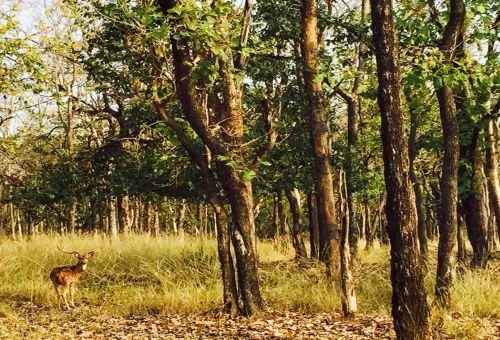 Pench National Park