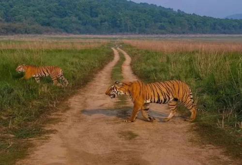 Best Jim Corbett Tour