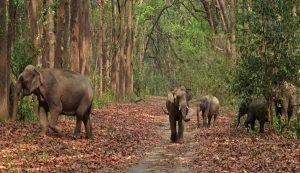 Jim Corbett