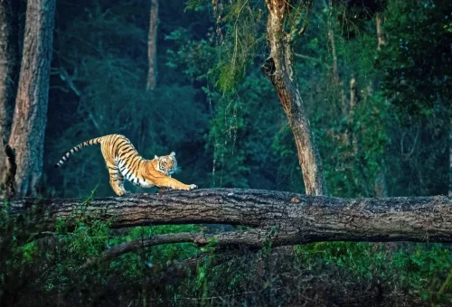Best Jim Corbett Tour