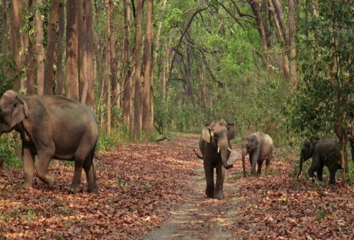Best Jim Corbett Tour