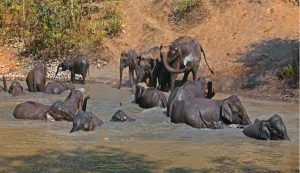 Rajaji National Park