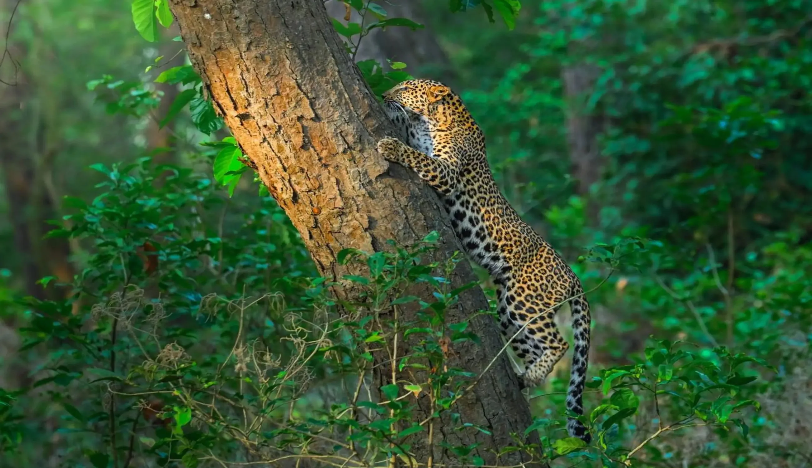 Rajaji National Park
