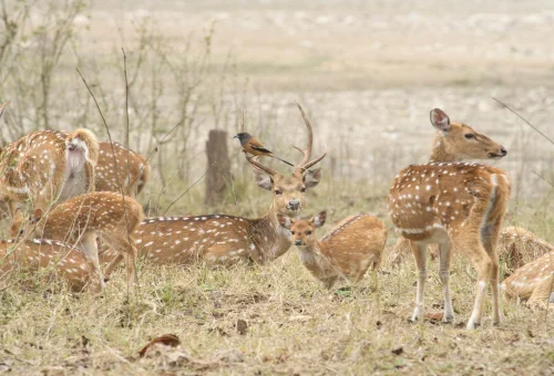 Rajaji National Park