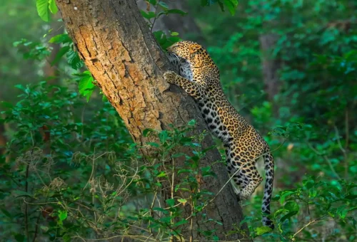 Best Rajaji National Park Tour