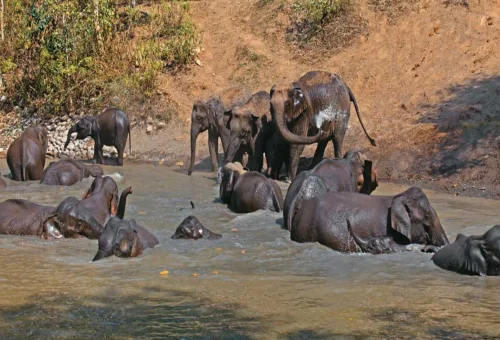 Best Rajaji National Park Tour