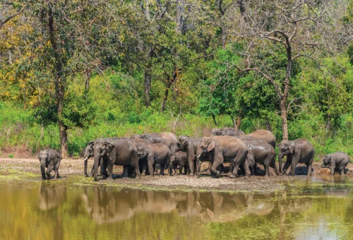 Best Rajaji National Park Tour