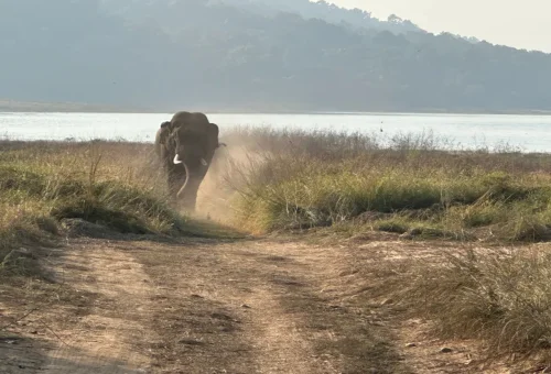 Jim Corbett National Park