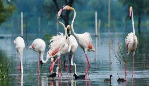 Keoladeo National Park   Bharatpur