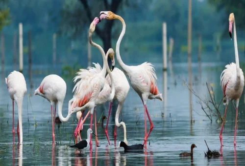Bharatpur