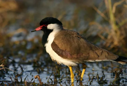 Keoladeo National Park - Bharatpur