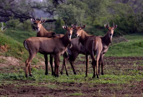 Keoladeo National Park - Bharatpur