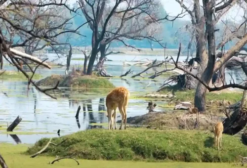 Keoladeo National Park - Bharatpur