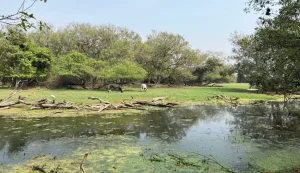 Keoladeo National Park   Bharatpur