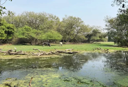 Bharatpur