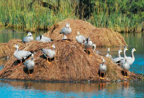Sultanpur National Park