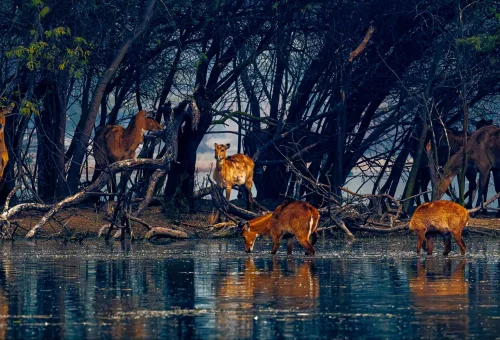 Sultanpur National Park
