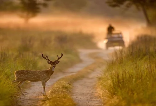 Best Dhikala Tour